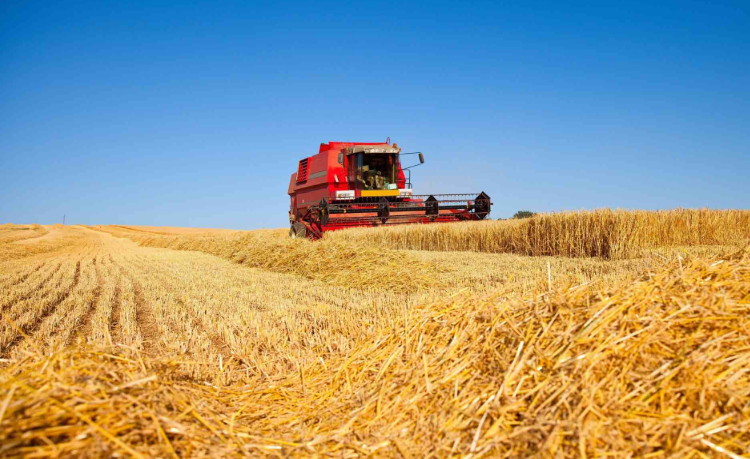 Céréaliculture: des variétés plus résistantes face à la sécheresse